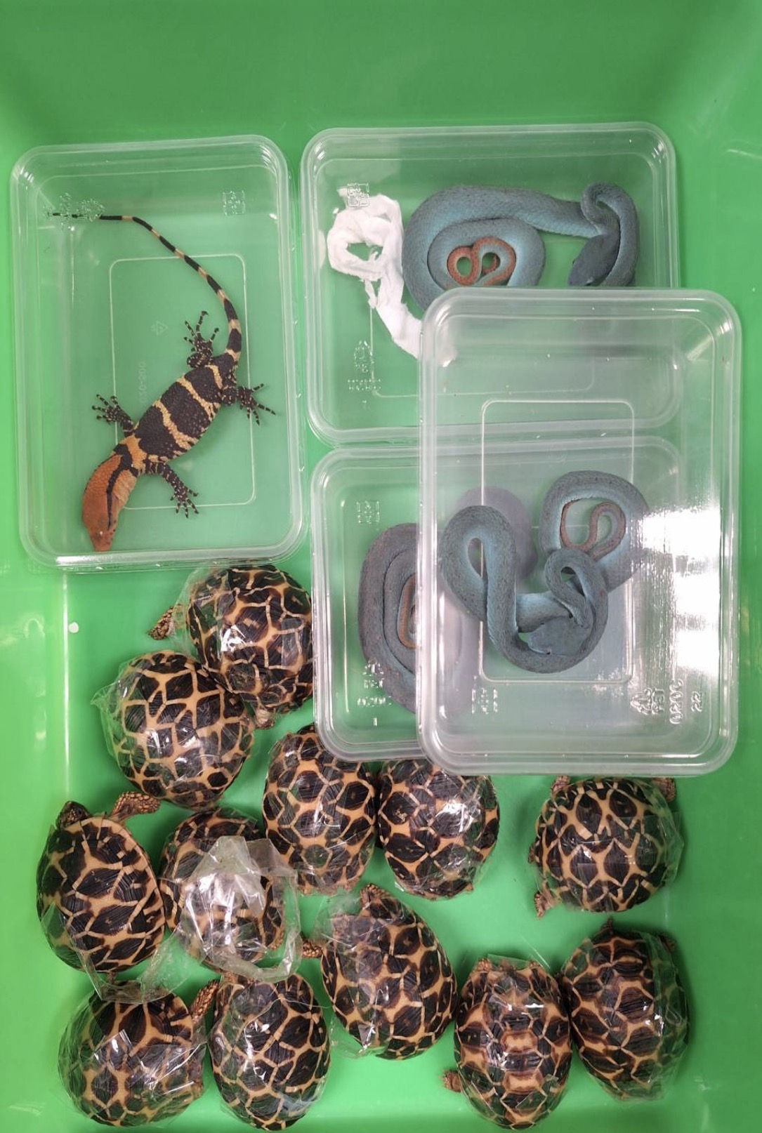 查獲印度星龜及海島竹葉青等保育類動物外觀照片。（圖/彭美惠翻攝）