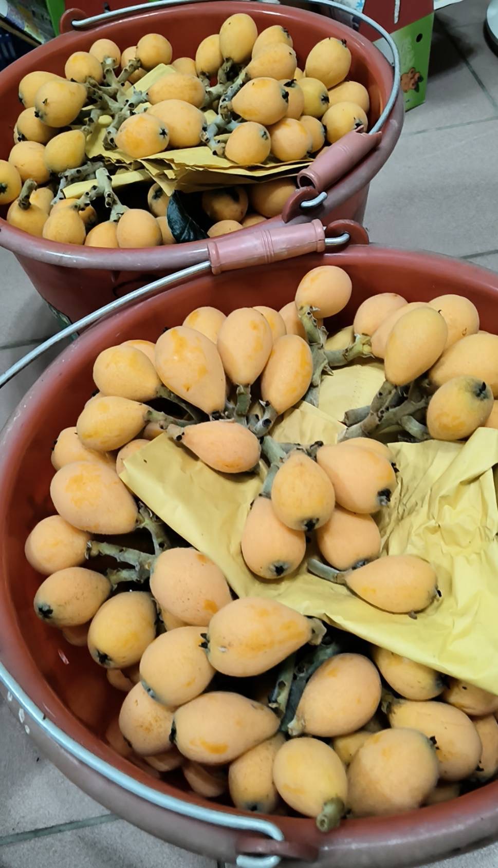 收成的枇杷等待剪枝裝箱。（圖/莊育平翻攝）